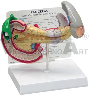 Pancreas Gallbladder Spleen